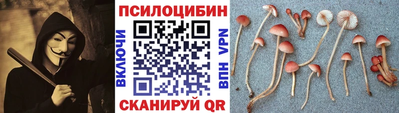 Псилоцибиновые грибы Cubensis  Певек 